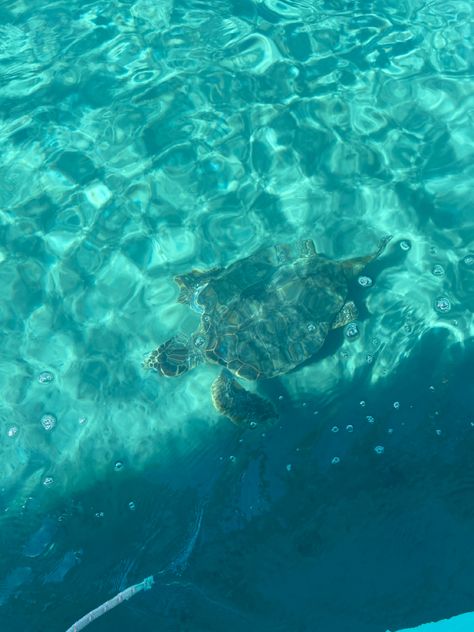 Greek Islands Vacation, Current Aesthetic, Zakynthos Greece, Corfu, Greek Islands, Turtles, Greece, Holidays