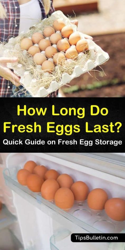 A Quick Guide on How Long Fresh Eggs Last Backyard Hens, Preserving Eggs, Urban Chicken Farming, Storing Eggs, Best Chicken Coop, Farm Eggs, Building A Chicken Coop, Egg Storage, Backyard Chicken Coops