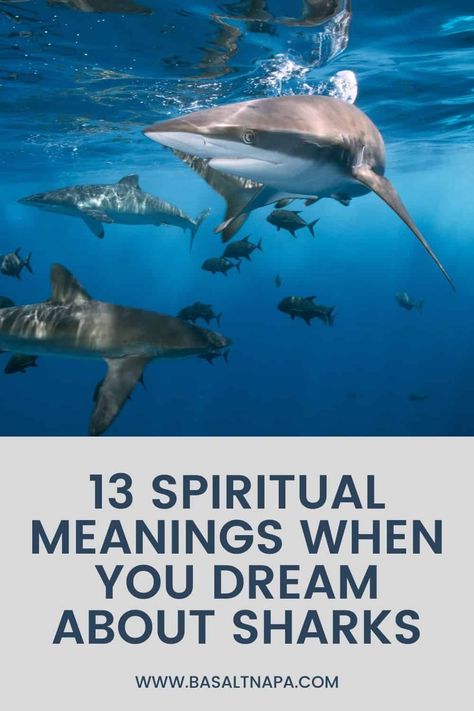 13 Spiritual Meanings When You Dream About Sharks Shark Symbolism, Shark Meaning, Shark Spiritual Meaning, Shark Mindset, Whale Shark Information, Dream Interpretation Dictionary, Dream Dictionary, Shark Swimming, Dream Meanings