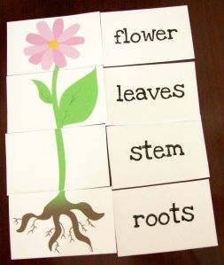 This is a wonderful flower matching game.  For preschoolers, this would need to be a small group activity instead of an individual activity so that reading help could be given to the child.  This is a great way to re-enforce the parts of a plant. Parts Of A Plant For Preschool, Part Of The Plant Activities, Lifecycle Of A Flower, Parts Of The Plant Activities, Things That Grow Preschool Activities, Plants And Gardening Preschool Theme, Plants Activities For Preschool, Preschool Plants, Flower Activity