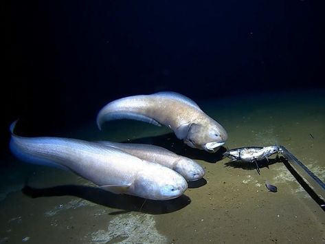 unknown species of australian hadal snailfish Hadal Zone Ocean, Hadal Zone, Oceanography Marine Biology, Nuclear Disasters, Tackle Shop, Marianas Trench, Black Ocean, Western University, Aquatic Creatures