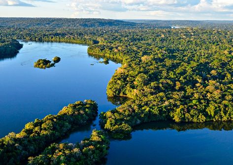 No Dia da Amazônia, conheça curiosidades da maior floresta tropical do mundo e ações que unem preservação e desenvolvimento — Português (Brasil) Jpg Images, Natural Environment, Image Types, Google Images, Trees, Forest, Water, Nature