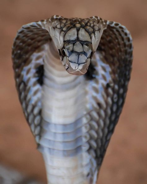 Indian Cobra, South India, The Beauty, Photo And Video, Photographer, On Instagram, Beauty, Instagram