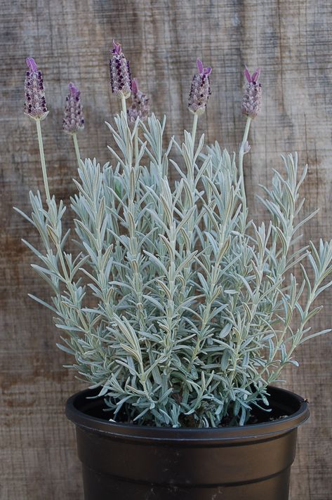 Home About us Weekly Availability Plants Around the Nursery Contact us Blog Color Nursery, Flower Farms, Spanish Lavender, Climate Zones, Home Gardens, Lavender Fragrance, Central California, Flower Farm, Lavender Flowers