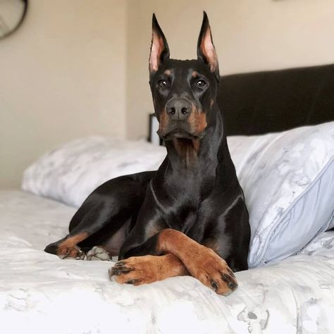 Doberman Breeders, Doberman Puppies For Sale, European Doberman, Doberman Pinscher Puppy, Dog Club, Doberman Puppy, Dog Breeder, American Kennel Club, Therapy Dogs