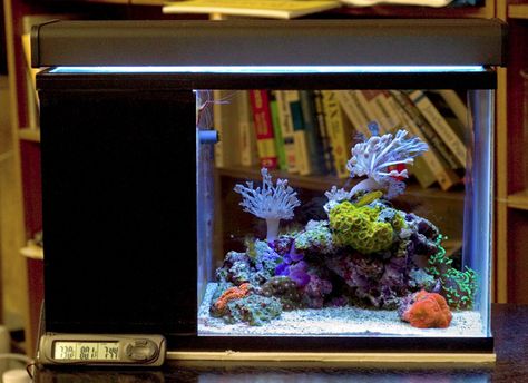 Lauren's Dirt Cheap DIY Nano Reef - Reef Central Online Community, love her set-up, saltwater aquarium, nano tank, nano saltwater, reef tank Saltwater Tank Setup, Reef Aquascaping, Saltwater Aquarium Setup, Nano Reef Tank, Amazing Aquariums, Saltwater Fish Tanks, Reef Tanks, Marine Tank, Nano Aquarium