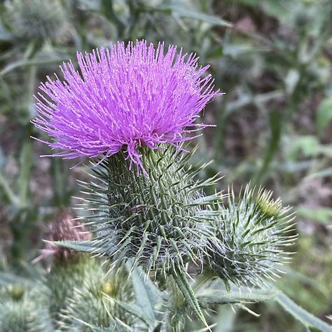 Bull Thistle, Thistle Plant, Tinctures Recipes, Treat Burns, Stomach Cramps, Skin Burns, Plant Problems, Plant Guide, Nature's Bounty