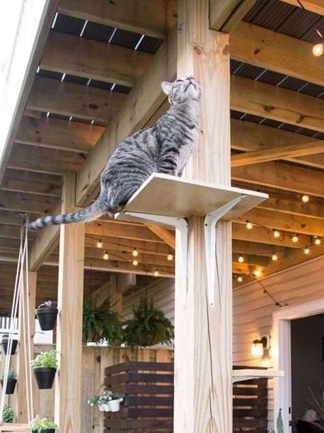 DIY Outdoor Cat Perches Outdoor Cat Perch, Cat Room Indoor, Diy Cat Perch, Cat Rooms Indoor, Indoor Cat Room Ideas, Cat Room Diy, Outdoor Cat Tree, Cat Rooms, Cat Room Decor