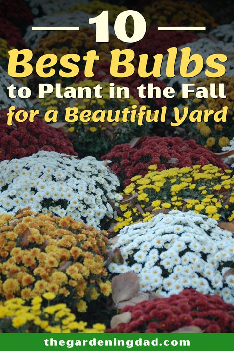 Learn about the 10 Best Bulbs to Plant in the Fall for a Beautiful Yard! This guide includes flower garden ideas, garden design, and beginner-friendly tips! #flowers #gardening #spring Bulbs To Plant In Fall Zone 6, What Bulbs To Plant In Fall, Bulbs To Plant In Fall, Mini Homestead, Fall Bulb Planting, Perennials Low Maintenance, Bulb Planting, Blooming Perennials, Flowers To Grow