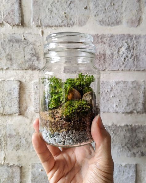 Ohsum Mossum on Instagram: “A used coffee jar becomes a new upcycled terrarium made at our workshop at @sunnysideup_market. There's something thematically aligned…” Coffee Jars, Garden Projects, Terrarium, How To Become, Coffee, Plants, Instagram