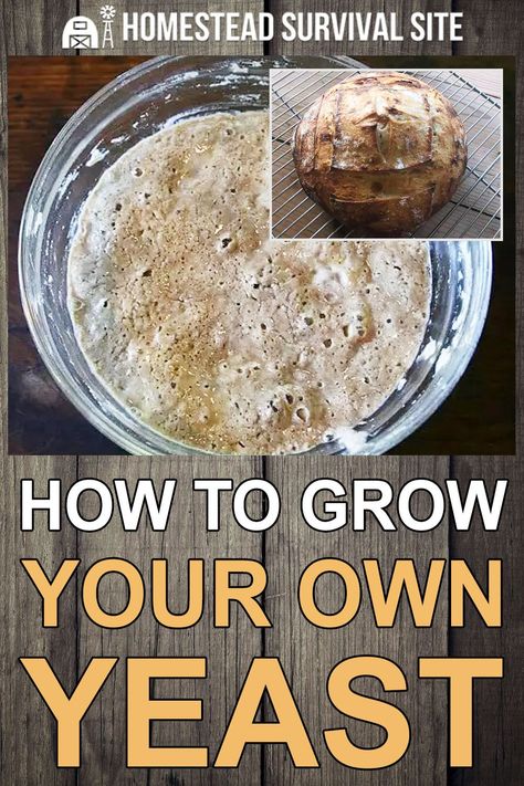 How to Grow Your Own Yeast - Homestead Survival Site Holiday Meats, Yeast Starter, Time And Patience, No Yeast Bread, Yeast Bread, Dehydrated Food, Homestead Survival, Easy Bread, Survival Food