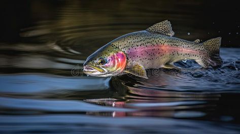 Fishing. Rainbow trout fish jumping with splashing in water royalty free stock photography Rainbow Trout Picture, Swimming Photography, Rainbow Trout Fishing, Trout Fish, Fish Species, All Fish, Rainbow Trout, Vector Cartoon, Stock Photography Free