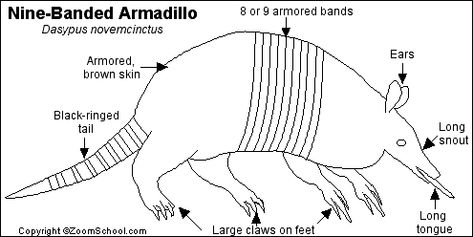 Nine-Banded Armadillo Printout- EnchantedLearning.com Long Tail, Brown Skin, Black Rings, Social Studies, Small Pets, Mammals, Band