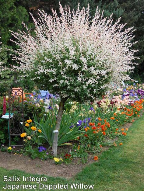 Photo of Dappled Willow (Salix integra 'Hakuro-nishiki') uploaded by coboro Dappled Willow Tree, Hakuro Nishiki, Salix Integra, Small City Garden, Dappled Willow, Cottage Garden Design, Front Landscaping, Garden Shrubs, Outdoor Gardens Design