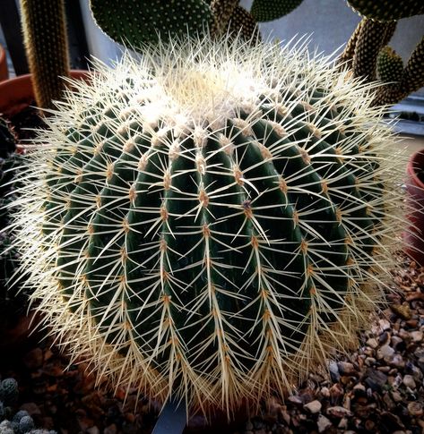 Beautiful Cactus, Barrel Cactus, Cactus Flowers, Cactus Plants, Barrel, Cactus, Herbs, Plants, Flowers