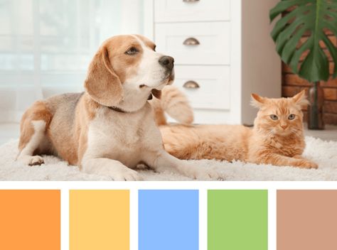 Pet Shop Color Palette, Vet Clinic Color Scheme, Cat Colour Palette, Pet Color Palette, Pet Branding Color Palette, Dog Color Palette, Dog Color Pallete, Web Palette, Pet Shop Instagram Design