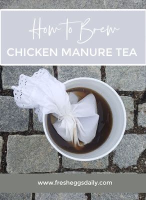 How To Brew Chicken Manure "Tea" for your Garden | Fresh Eggs Daily® Manure Tea, Horse Manure, Chicken Poop, Chicken Manure, Chicken Keeping, Compost Tea, Growing Veggies, Fresh Chicken, Fresh Eggs