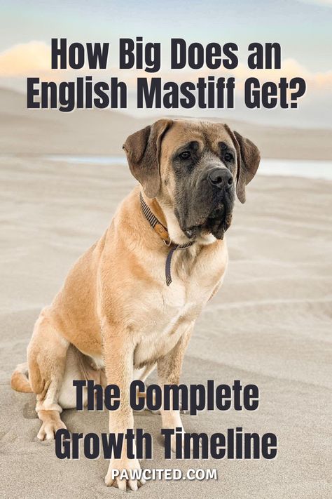 Brindle English Mastiff, Gentle Giant Dogs, English Mastiff Dog, Massive Dogs, English Mastiff Puppies, Dog 101, Giant Dog Breeds, Mastiff Puppies, Big Dog Breeds