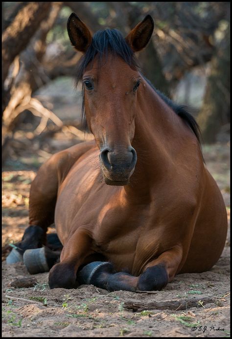 Horse Laying Down, Horse Anatomy, Horse Inspiration, Wild Mustangs, All The Pretty Horses, Horse Sculpture, Wild Horse, Horse Photos, Pretty Horses