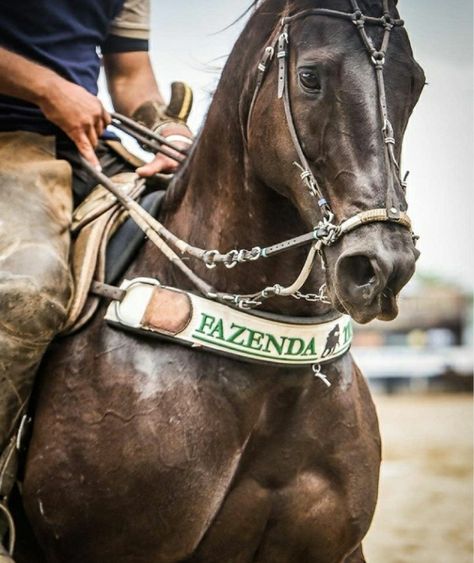 Pasta, Horses, Animals, Pins