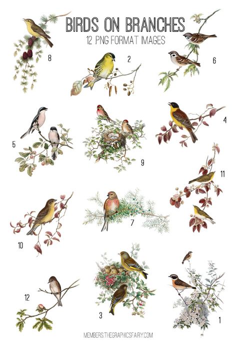 Vintage Birds on Branches Image Kit Free Bird Printables Vintage, Vintage Bird Pictures, Bird On Branch Drawing, Free Bird Printables, Bird On Branch Tattoo, Vintage Bird Prints, Birds Stickers, Bird Printables, Bird Painting Diy