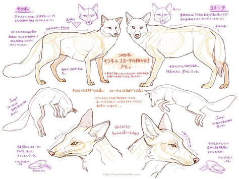 How to draw foxes! Fox Anatomy, Coyote Drawing, Canine Drawing, Dog Anatomy, Mandala Doodle, Fox Drawing, Nature Sketch, Animal Study, Canine Art