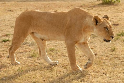 Lioness Side View, Lioness Side Profile, Lioness Poses, Lioness Reference, Maned Lioness, Lioness Photo, Lioness Hunting, Lioness Images, Lion Oc