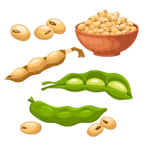 Bean Illustration, Beans Illustration, Bean Cartoon, Winged Bean, Free Cartoon Characters, Packaging Snack, Soy Bean, Kacang Tanah, Soy Beans