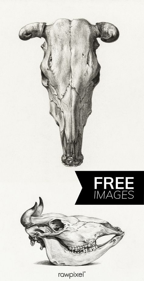 Download free and premium royalty-free public domain vintage icons and vectors of skull of a cow (1816) by Jean Bernard (1775-1883) at rawpixel.com Public Domain Art, Boho Drawing, Skull Anatomy, String Garden, Farm Wall Art, Science Decor, Laser Ideas, Western Wall Art, Amazing Paintings