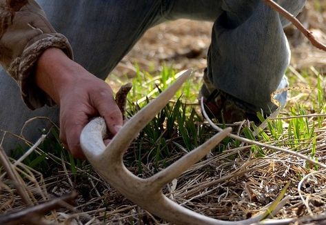 11 Advanced Shed Hunting Tips - Legendary Whitetails - Legendary Whitetail's Blog Shed Hunting, Hunting Diy, Deer Hunting Tips, Man Shed, Hunting Supplies, Modern Shed, Hunting Tips, Deer Hunters, Big Garden