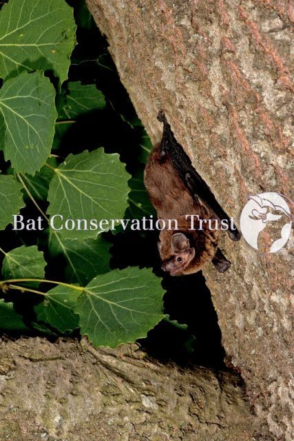 Leisler's bat - Photo Library - Bat Conservation Trust Bat Conservation, Bat Photos, Photo Library, Umbrella, Bat, Organisation