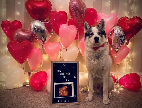 Valentines Day Pregnancy Announcement, Pregnancy Announcement Valentines Day, Pregancy Announcement, Valentines Baby Announcement, Valentines Pregnancy Announcement, Dog Baby Announcement, Dog Pregnancy Announcement, First Time Pregnancy, February Baby