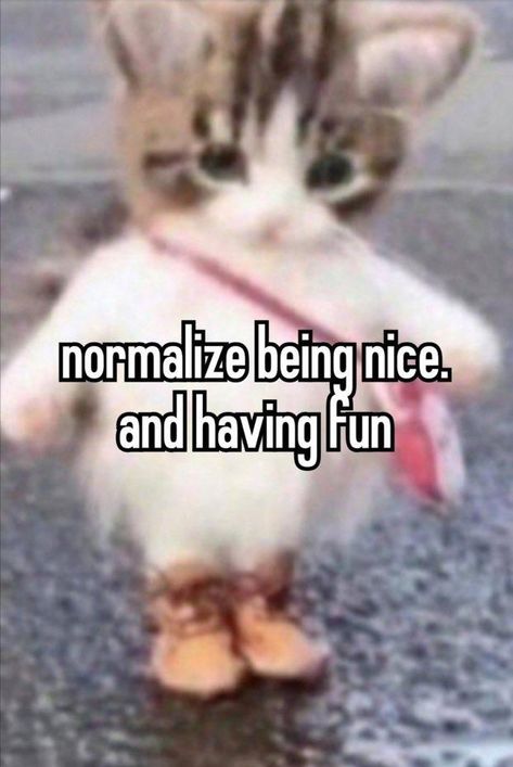 Hehe Cat: Image Gallery (List View) | Know Your Meme Being Nice, Silly Cats Pictures, It Goes On, Silly Cats, Silly Me, What’s Going On, Just Girly Things, Funny Laugh, Having Fun