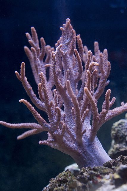 Spaghetti  Leather Coral, Sinularia sp. Coral Close Up, Corals Photography, Coral Structure, Coral Plant, Sea Corals, Coral Life, Ocean Plants, Cnidaria, Fauna Marina