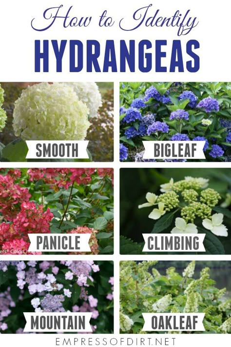 How To Prune Hydrangeas Spring, Pruning Hydrangeas When To, Double Wide Landscaping, When To Plant Hydrangeas In Ground, How To Prune Hydrangeas, Front Yard Island Landscaping, Hydrangea Flower Bed, Hydrangea Pruning, When To Prune Hydrangeas