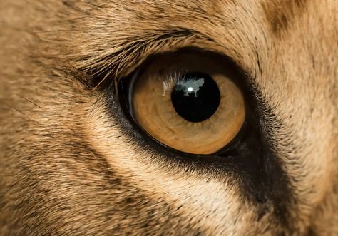 Hyperrealistic Drawings, Eye Closeup, Animal Close Up, Lion Eyes, Lion Sketch, Lions Pride, Eye Close Up, Lion Photography, Fox Eyes