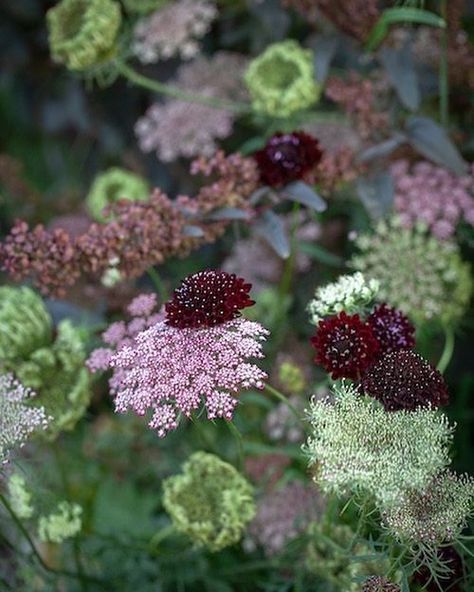 Atriplex Hortensis, Black Scabiosa, Fall Garden Flowers, Scabiosa Flower, Grow From Seed, Sacred Garden, Garden Desig, Daucus Carota, Backyard Flowers