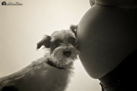 ~ sweet ~ Creative Pregnancy Photos, Belly Photos, Baby Bump Photos, Dog Waiting, Maternity Photoshoot Poses, Maternity Photography Poses, Foto Baby, First Trimester, Pregnant Mom