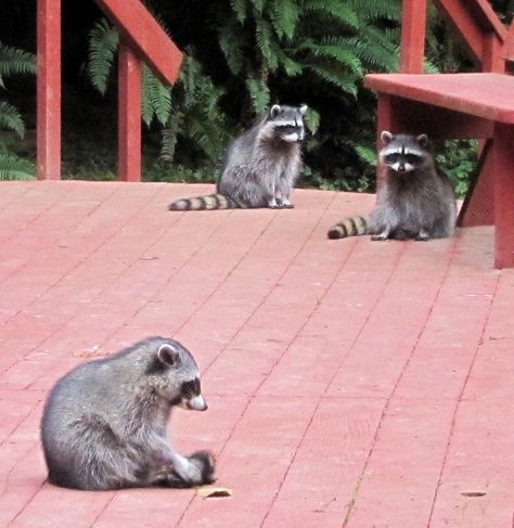 3 Raccoons sitting on a deck Raccoon Sitting, Fat Raccoon, Trash Pandas, Animal Studies, Small Tats, Pet Photos, Cute Raccoon, Animal Study, Trash Panda