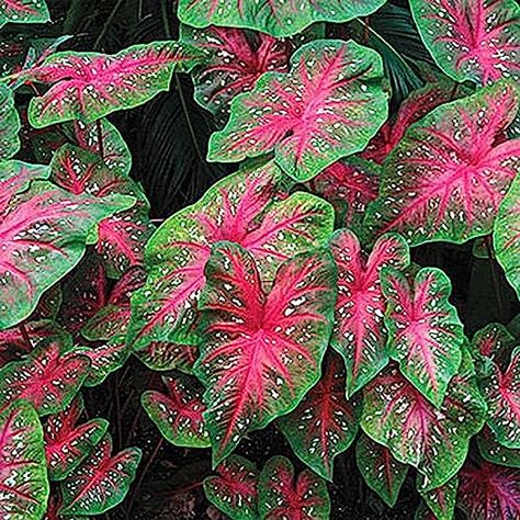 Amazon.com : Red Flash Caladium - One Top Size Bulb - Hardy in Zones 9-11 : Patio, Lawn & Garden Pink Caladium, Punch Party, Shady Gardens, Hawaiian Plumeria, Party Punch, Pink Garden, Pink Leaves, Decorative Pots, Bulb Flowers