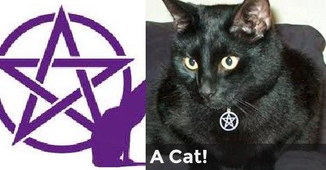 A Cat! | What Animal is Your Familiar? Witch Familiar Animals, Lion Meaning, What Animal Are You, Witches Familiar, Animal Companions, A Cat, Witch, Dogs, Animals