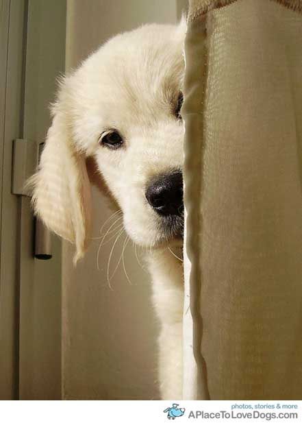 Peek-a-boo! #Golden #Retriever #puppy Golden Puppy, Love My Dog, Golden Retriever Puppy, Retriever Puppy, Golden Retrievers, Mans Best Friend, I Love Dogs, Dog Pictures, Dog Life