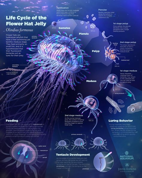 2020 Salon Winners - Association of Medical Illustrators Jellyfish Species, Oceanography Marine Biology, Scientific Poster Design, Science Infographics, Biology Poster, Animal Infographic, Scientific Poster, Sea Jellies, Jellyfish Art