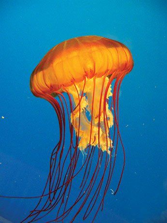 Pacific Sea Nettle Pacific Sea Nettle, Gulf Of Alaska, Jellyfish Photography, Vancouver Aquarium, Sea Jellies, Sea Turtle Art, Jellyfish Art, Turtle Art, In The Ocean