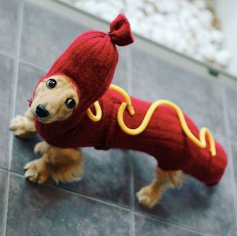 Weiner Dog Halloween Costumes, Corgi Costume, Dogs Crafts, Dachshund Costume, Dachshund Miniature, College Costumes, Dachshund Dogs, Dachshund Funny, Miniature Dachshunds