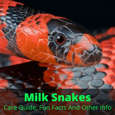 Snake Breeds, Snake Farm, Snake Care, Kinds Of Snakes, Snake Species, Snake Facts, Snake Enclosure, Pet Snakes, Milk Snake