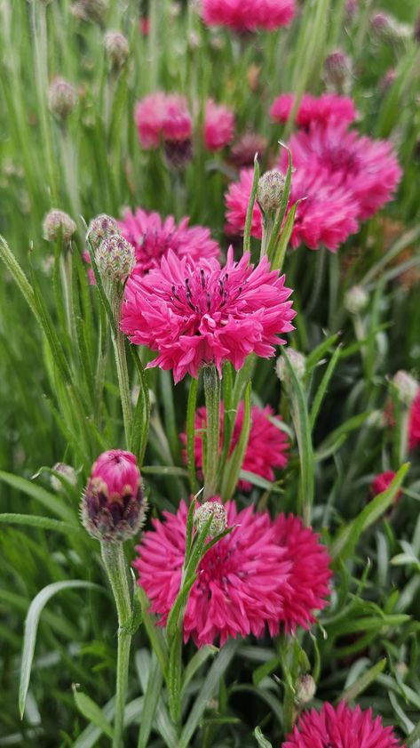 Bachelor Button Flowers, Michigan Gardening, Meadow Garden, Forever Flowers, English Cottage Garden, Beautiful Images Nature, Button Flowers, Flowers Nature, Flower Farm