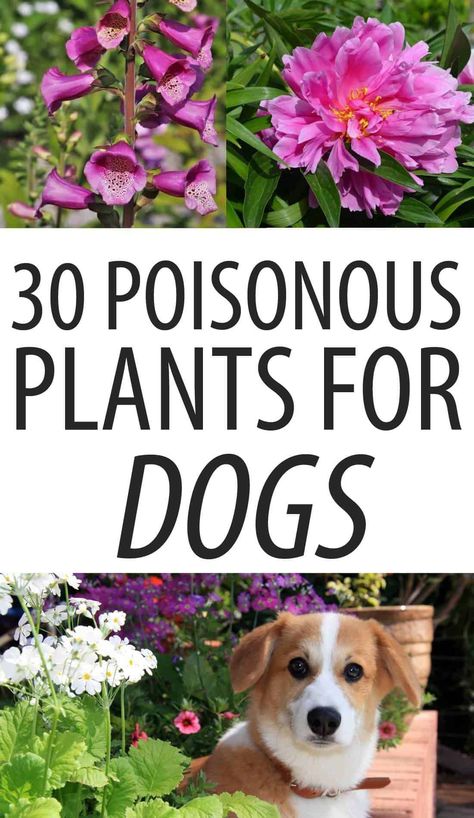 There are a lot of flowers, trees and other plants that can make your dog sick. Keep it away from these 30 plants and it'll be fine. #dogs #plants #homesteading Plants Poisonous To Dogs, Plants For Dogs, Dog Sick, A Lot Of Flowers, Garden Hacks Diy, Wild Food Foraging, Sick Dog, Cat Hacks, Poisonous Plants