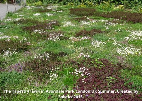 Anti Grass Lawn, Tapestry Lawn Uk, Tapestry Yard, Tapestry Lawn, Tennessee Garden, Flower Lawn, Urban Ecology, Grass Backyard, Clover Lawn