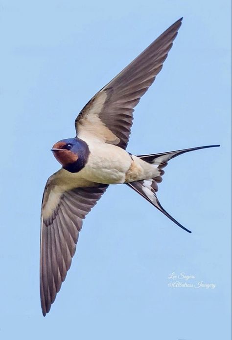 Bird Reference Photos Flying, Swallow Flying Photography, Swallows In Flight, Flying Birds Photography, Flying Bird Photo, Swallow Bird Photography, Birds In Flight Photographs, Bird Photography Flying, Small Bird Flying